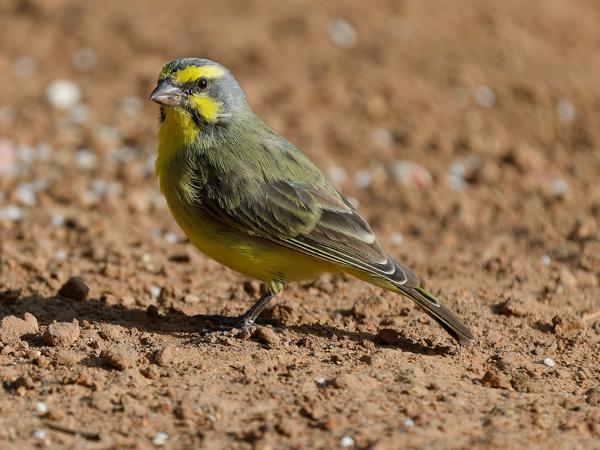 <h3><a href="/trips/gambia/biota/animalia/chordata/aves/040 passeriformes/121 fringillidae/crithagra mozambica/crithagra mozambica-nl.html">Crithagra&nbsp;mozambica</a> / Yellow‑fronted&nbsp;canary / Mozambiquesijs</h3>OM-1 Mark II met OLYMPUS M.150-400mm F4.5, 1/2000 sec  bij F4.5, ISO 500, afstand 4.76&nbsp;m